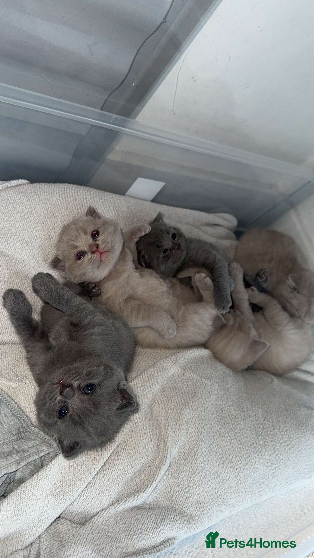 British Shorthair cats for sale: Stunning British Shorthairs/Folds - Image 1