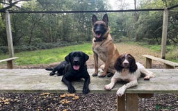 Labrador Retriever dogs for sale: KC Reg Health Tested Working Labradors - Image 17