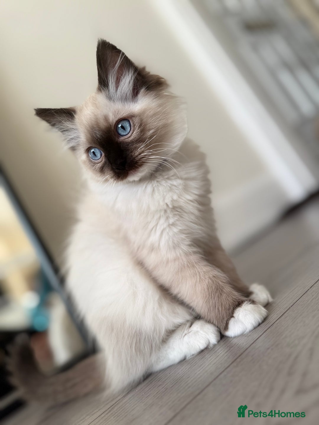 Ragdoll cats for sale: Beautiful Ragdol babies ready to leave  - Image 32