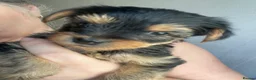 Yorkshire Terrier dogs for sale: Yorkshire Terrier puppies 🐶  - Advert 4