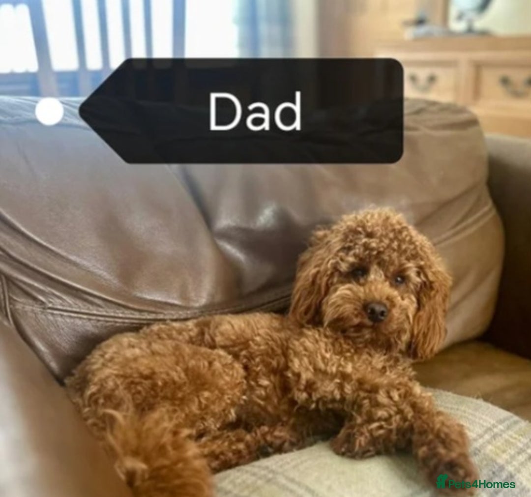 Cockapoo dogs for sale: Cockapoo female puppy  - Image 19