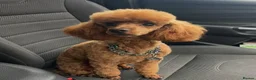 Cockapoo dogs for sale: Yankee Doodle Puppies F1 – American Cockapoos - Advert 14