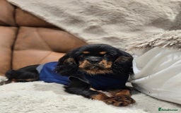 Cavalier King Charles Spaniel dogs for sale: KC Reg Female Cavalier  - Advert 8
