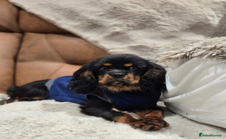 Cavalier King Charles Spaniel dogs KC Reg Female Cavalier  - Advert 1