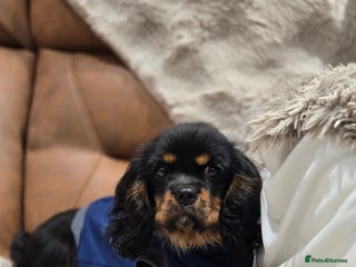 Cavalier King Charles Spaniel dogs KC Reg Female Cavalier - Advert 1