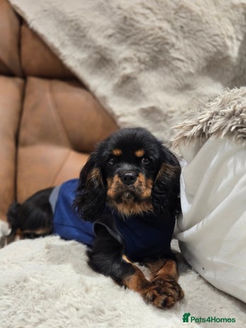 Cavalier King Charles Spaniel dogs KC Reg Female Cavalier - Advert 1