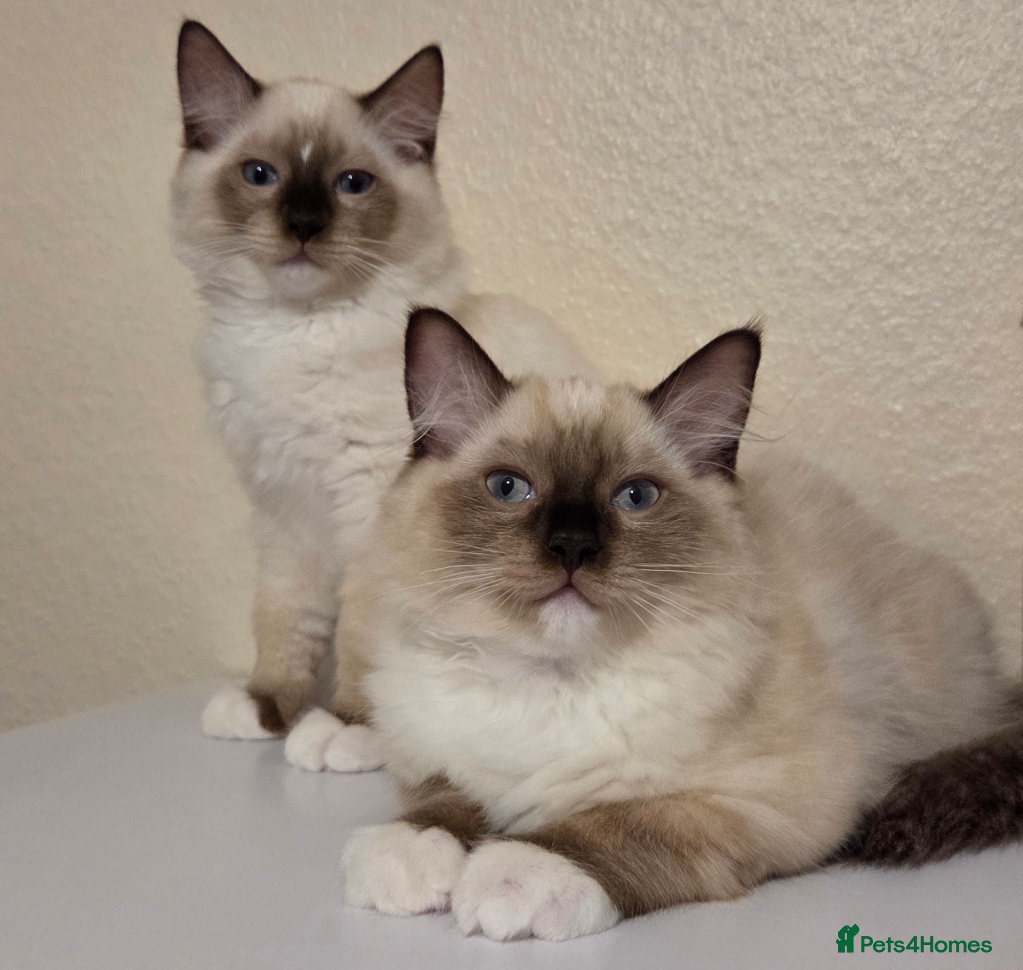 Ragdoll cats 3 Fluffy boys left  - Advert 1