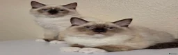 Ragdoll cats for sale: 3 Fluffy boys left  - Advert 4