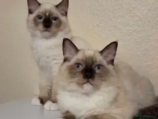 Ragdoll cats 3 Fluffy boys left - Advert 1
