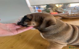 English Bulldog dogs for sale: Stunning litter of  English bulldog puppies - Image 2