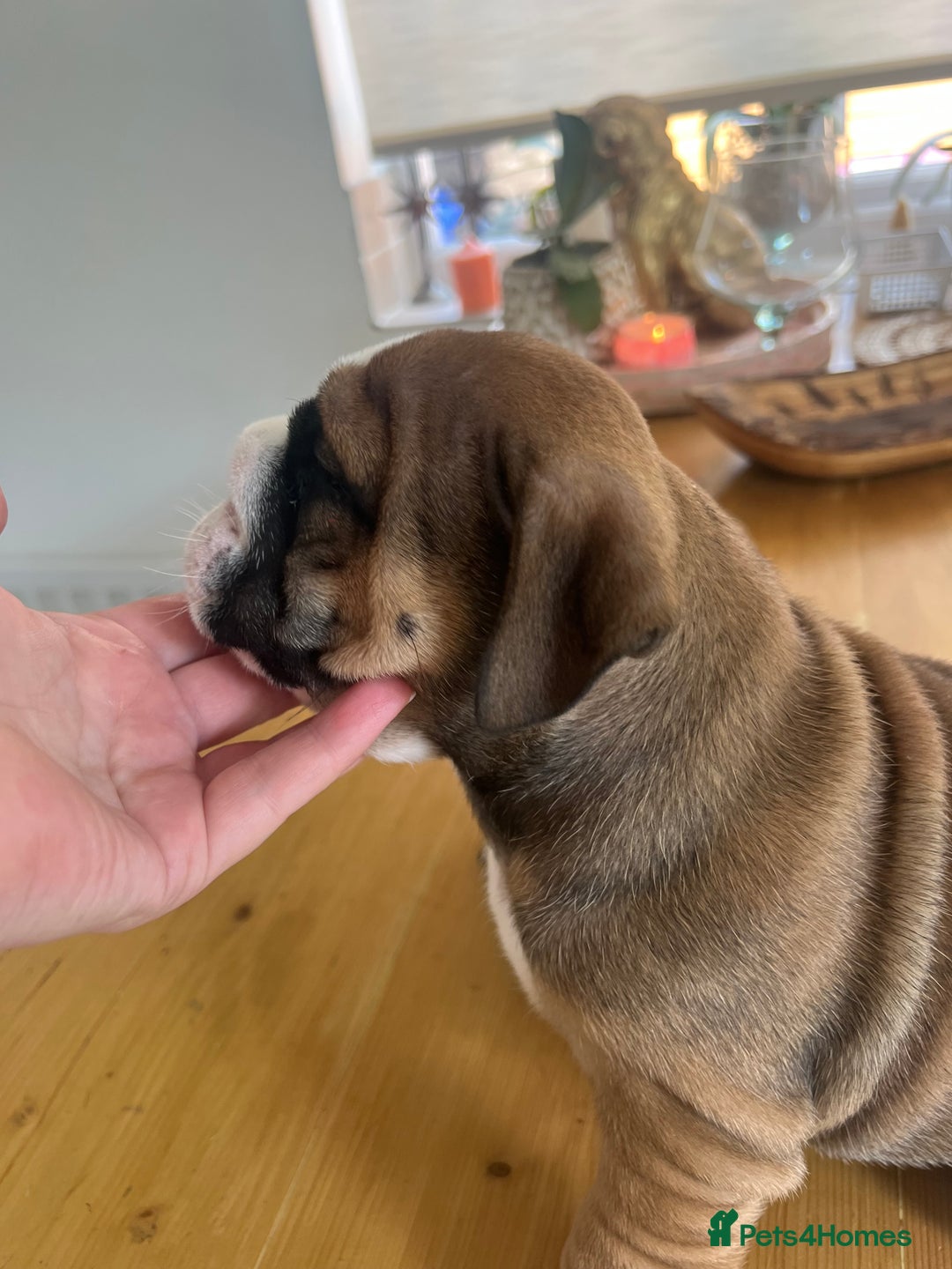 English Bulldog dogs for sale: Stunning litter of  English bulldog puppies - Image 2