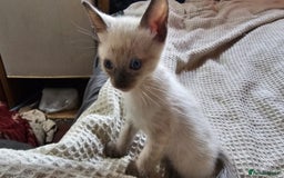 Bengal cats for sale: Cuddly charity donation pay monthly - Image 8