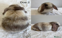 Mini Lop rabbits for sale: Purebred Harlequin Mini Lops - Image 2