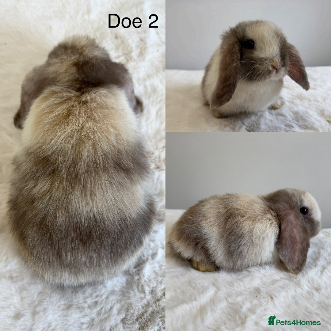 Mini Lop rabbits for sale: Purebred Harlequin Mini Lops - Image 2