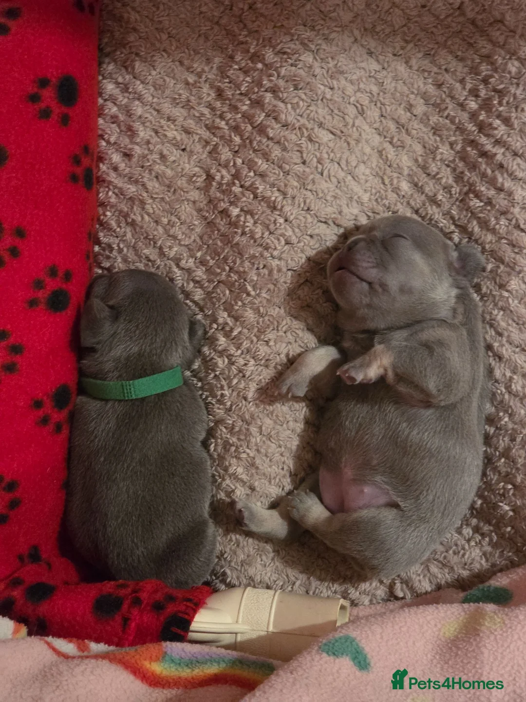 French Bulldog dogs for sale: Adorable French Bulldog puppies in Burntwood - Advert 10