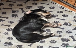 Mixed Breed dogs for sale: Fluffy Lhasa X Puppies – Family Raised! - Image 10