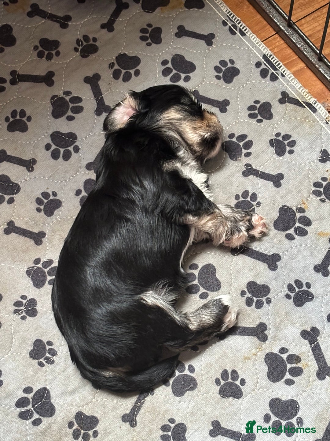 Mixed Breed dogs for sale: Fluffy Lhasa X Puppies – Family Raised! - Image 10