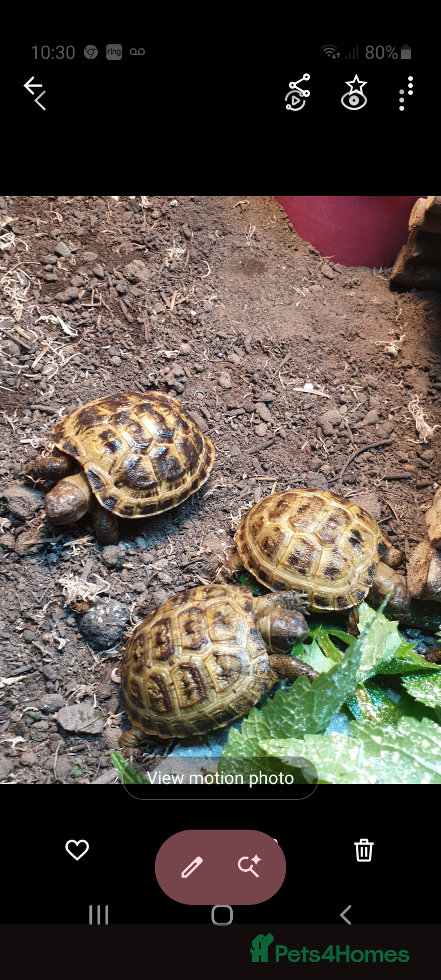 Tortoise reptiles Baby Horsfield tortoises  - Advert 2