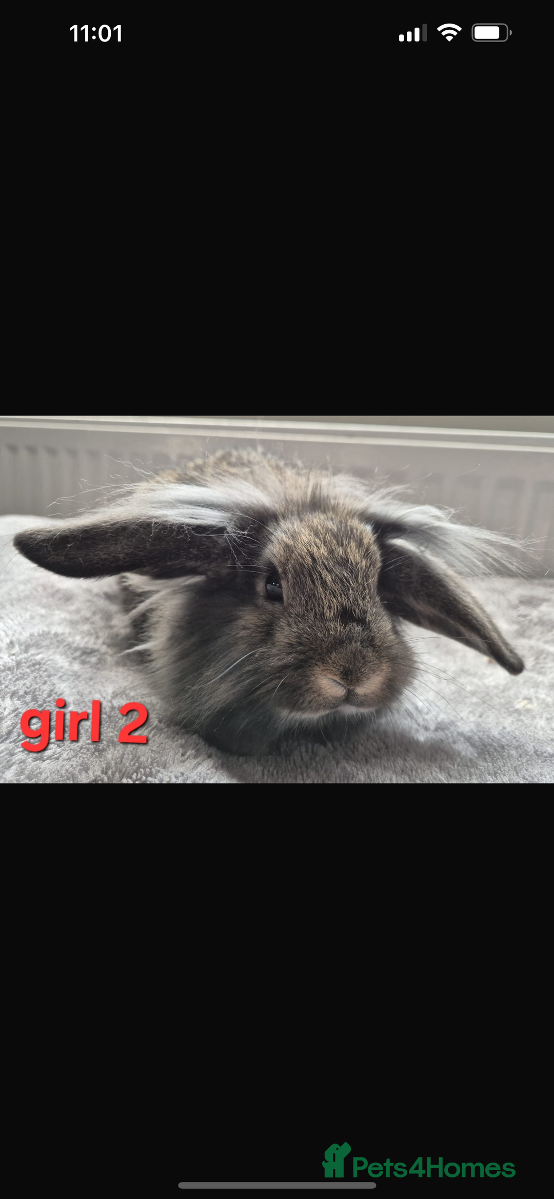 Mini Lion Lop rabbits for sale: 2 girls Lion lops left  - Advert 2