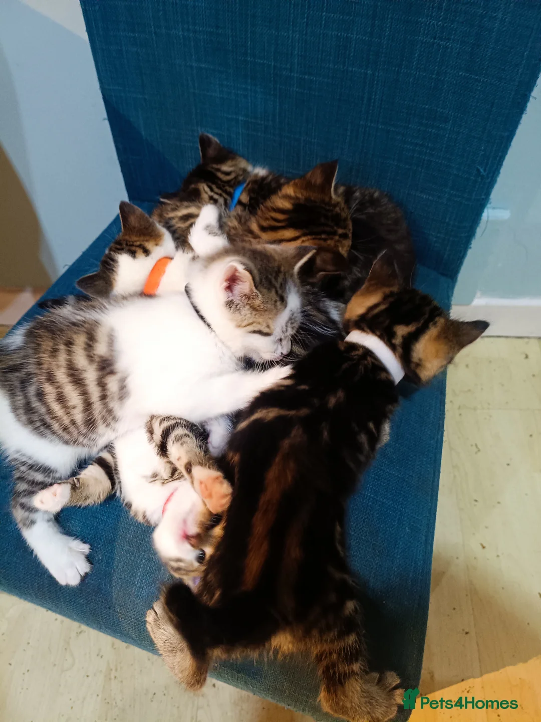 Toybob cats for sale: cat kittin  - Advert 8