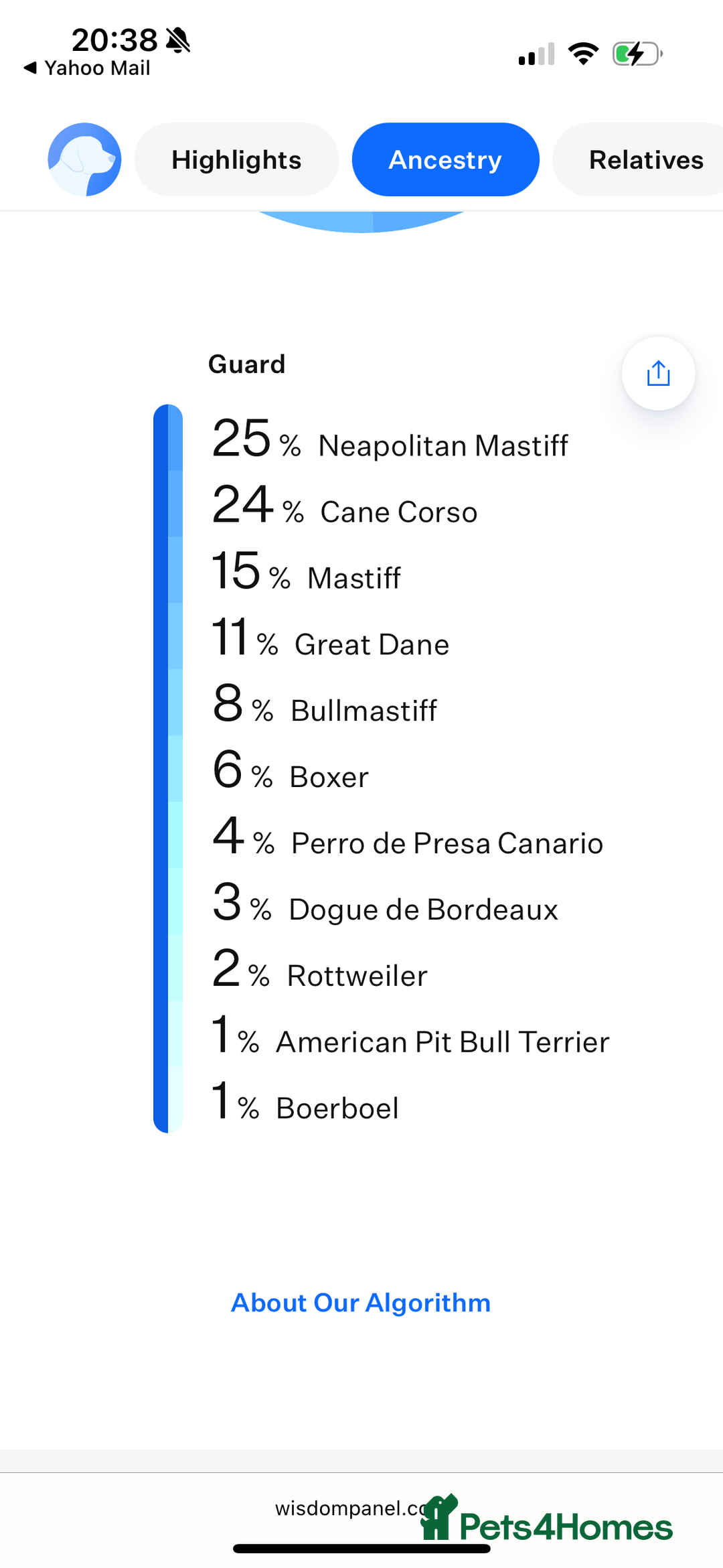 Mixed Breed dogs for sale: Maeve! 3 year old Mastiff - Image 7