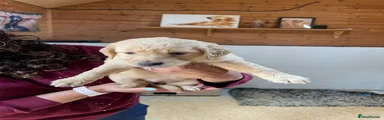 Golden Retriever Puppy 2