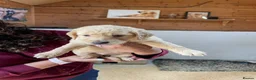Golden Retriever dogs for sale: Fox Red golden Retrievers KC reg  in Hassocks - Advert 8