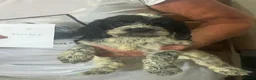 Mixed Breed dogs for sale: Cocker Spaniel x Cavapoo puppies available  - Advert 14