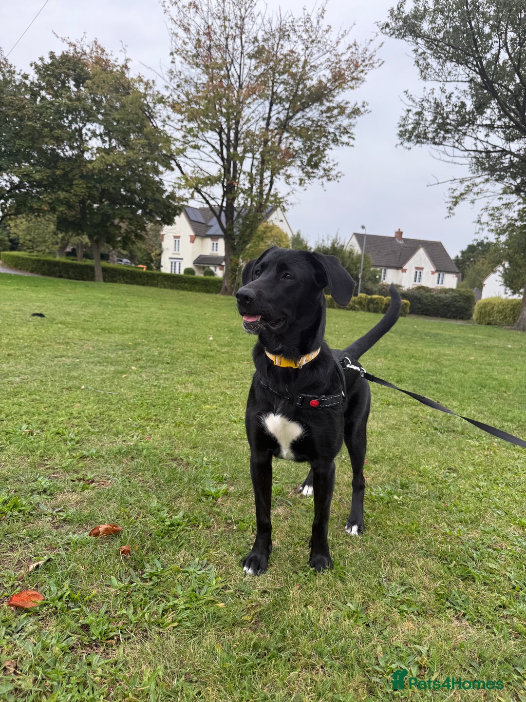 Mixed Breed dogs for sale: Amazing 10 month puppy  - Advert 3