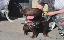Labrador Retriever dogs for sale: Loki pure Labrador. 2yrs old  - Image 1