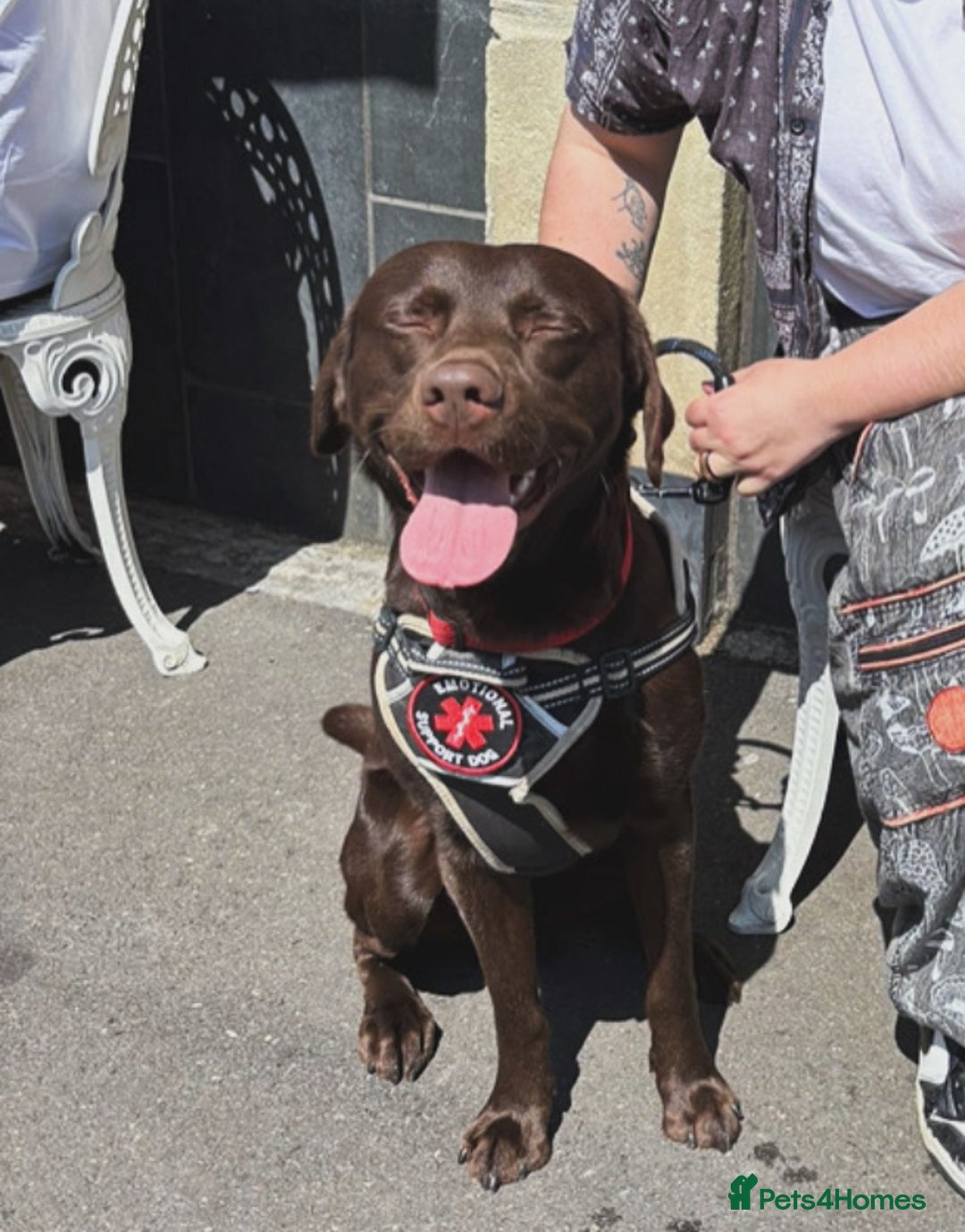 Labrador Retriever dogs for sale: Loki pure Labrador. 2yrs old  - Image 1