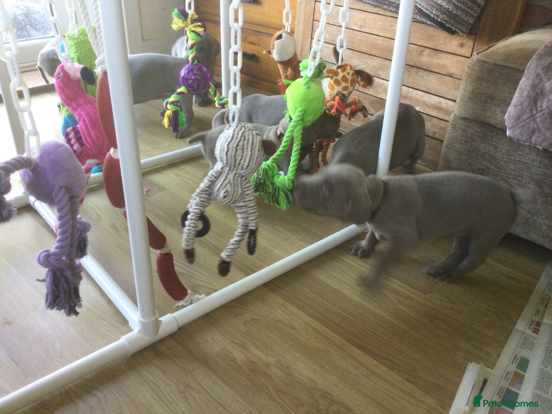 Weimaraner dogs for sale: Stunning Weimareners - Image 6