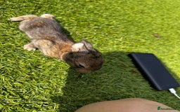 Mini Lop rabbits for sale: Mini Lops  - Image 5
