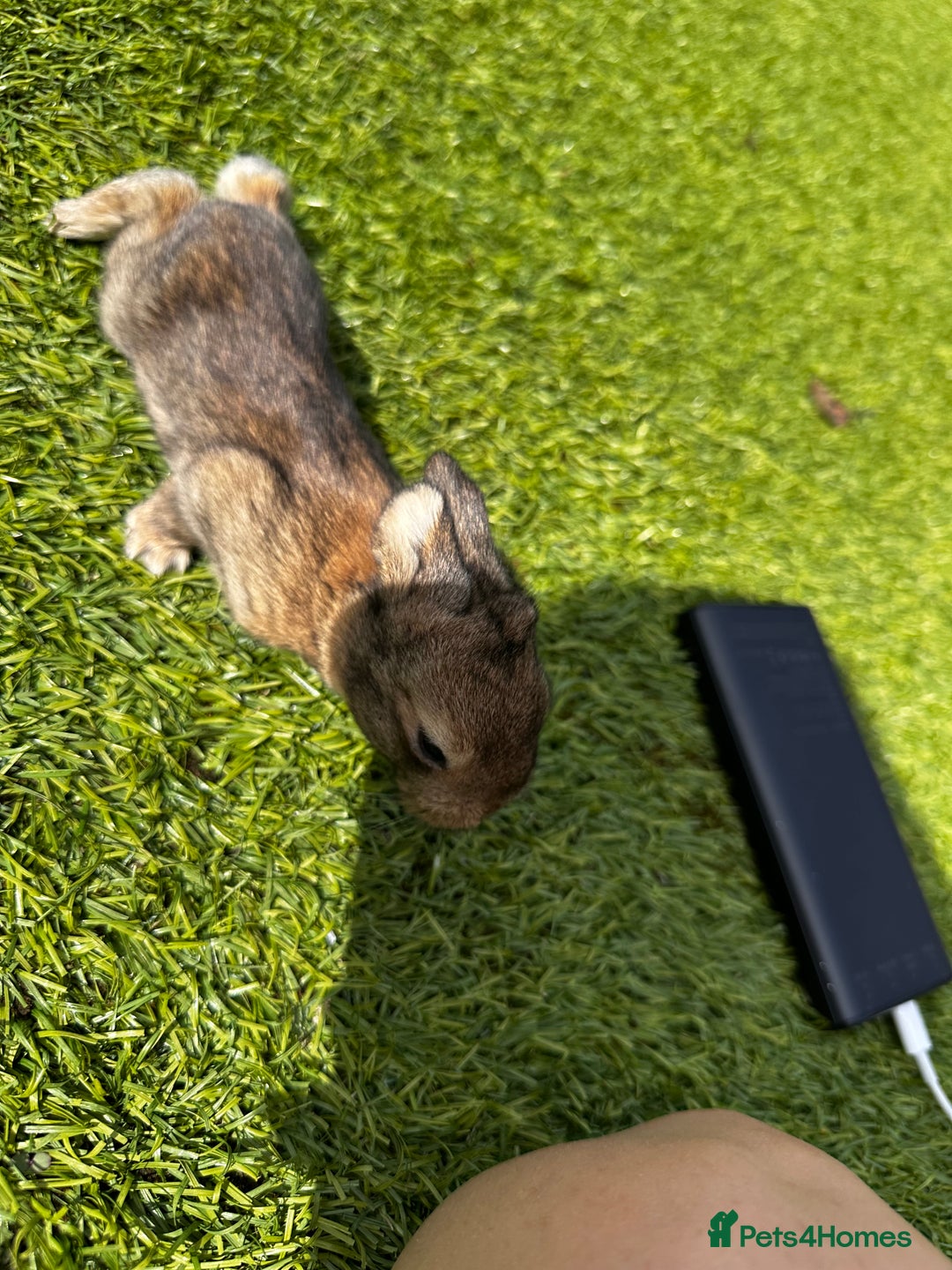 Mini Lop rabbits for sale: Mini Lops  - Image 5