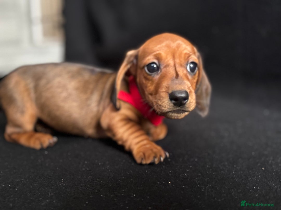 Dachshund dogs for sale: Miniature Dachshund Puppies  - Image 6