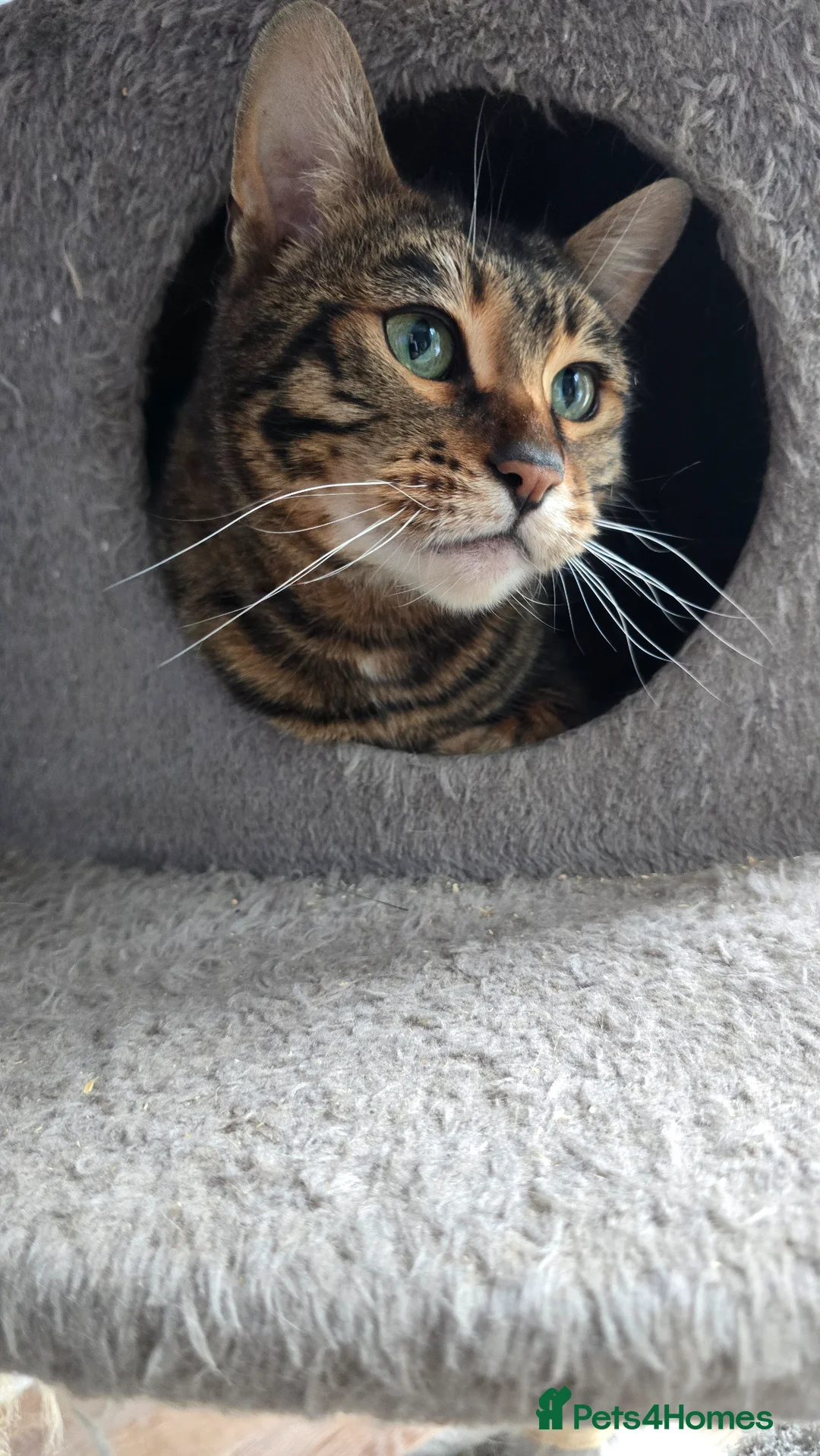 Toyger cats for sale: Female Toyger - Advert 3