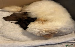 Shih Tzu dogs for sale: KC Shihtzu pups  - Image 21
