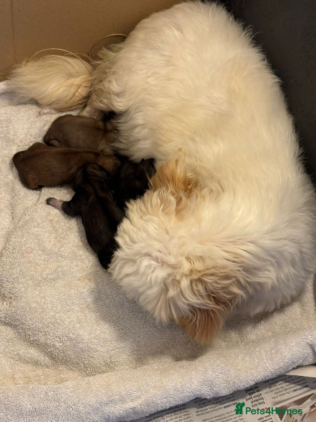 Shih Tzu dogs for sale: KC Shihtzu pups  - Image 21