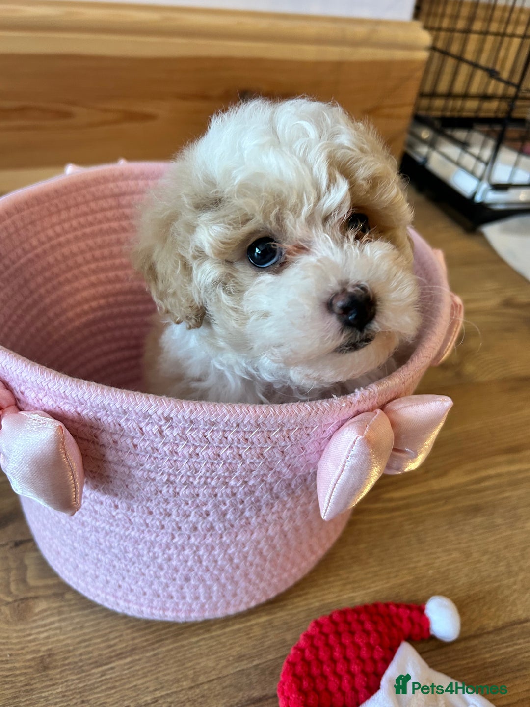 Maltipoo dogs for sale: Maltipoo puppy girl - Advert 5