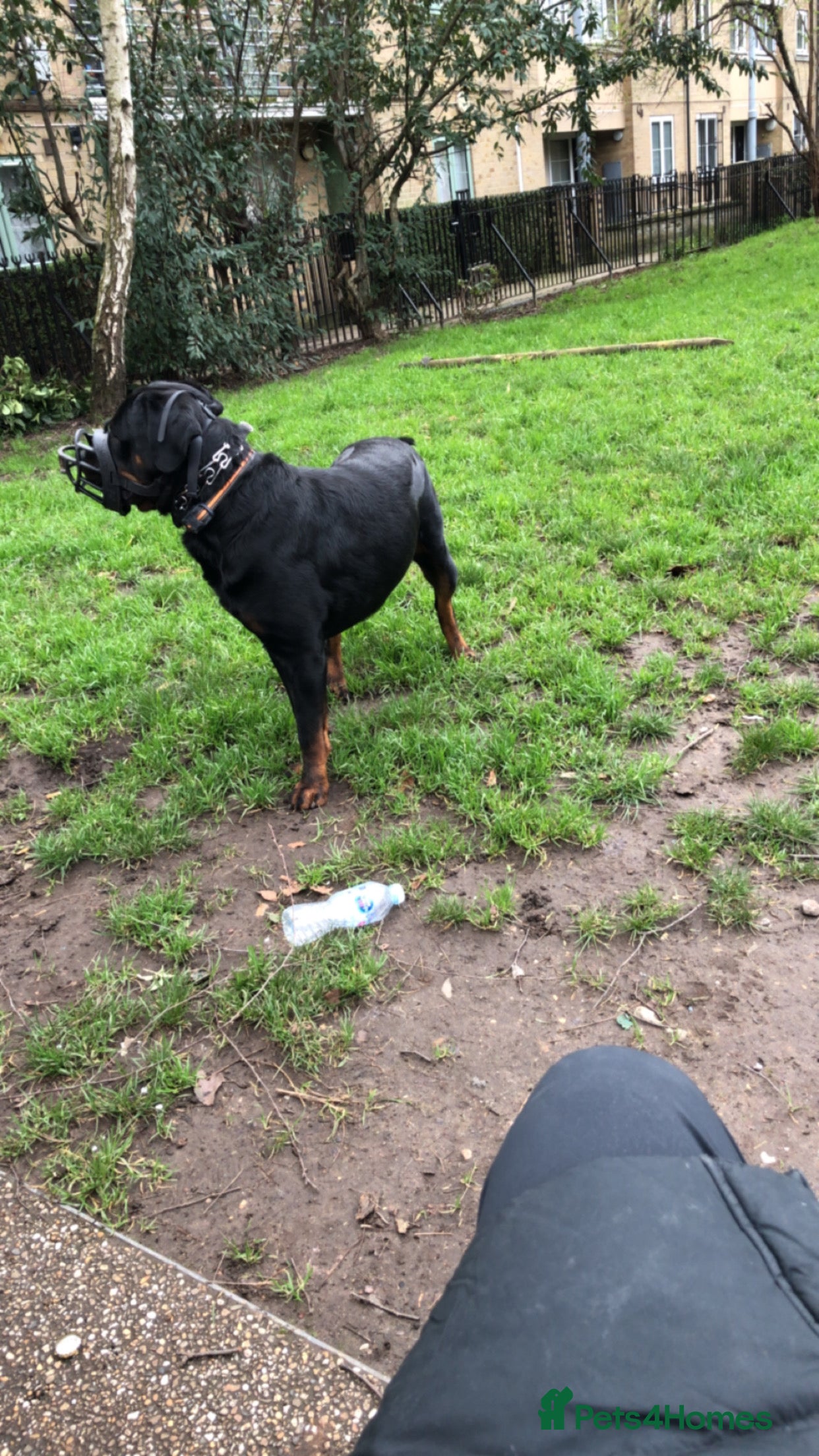 Rottweiler dogs Pure breed Rottweiler stud - Advert 2