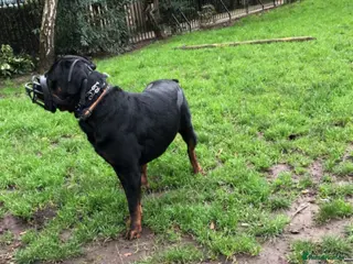 Rottweiler dogs Pure breed Rottweiler stud - Advert 1