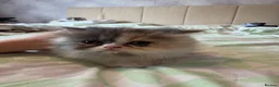 Persian cats for sale: Persian kittens - Advert 9