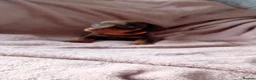Miniature Dachshund dogs for sale: KC Miniature Dachshund Puppies for sale - Advert 24