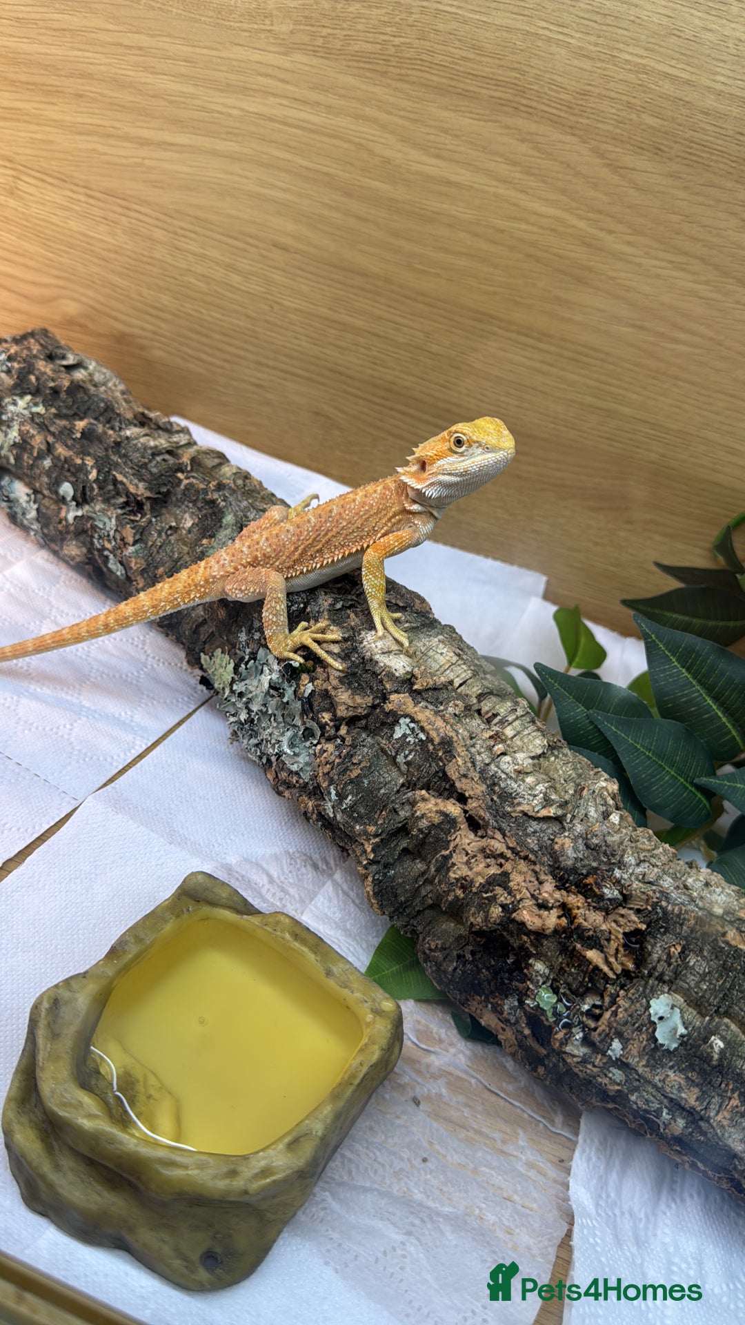 Bearded Dragon reptiles for sale: Citrus bearded dragon for sale with terrarium  - Image 3