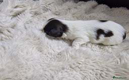 Lhasa Apso dogs for sale: 6 puppies  4 girls 2 boys - Image 14