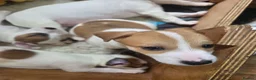Parson Russell dogs for sale: 5 Parsons Russell's for sale - Advert 10