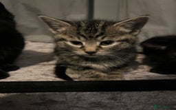 Domestic Shorthair cats for sale: Kittens - Image 8