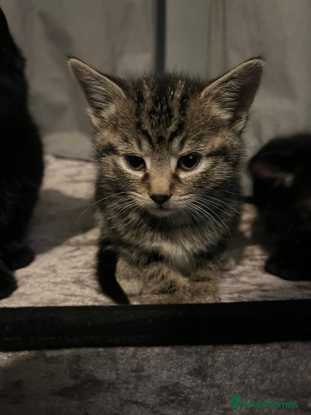 Domestic Shorthair cats for sale: Kittens - Image 8
