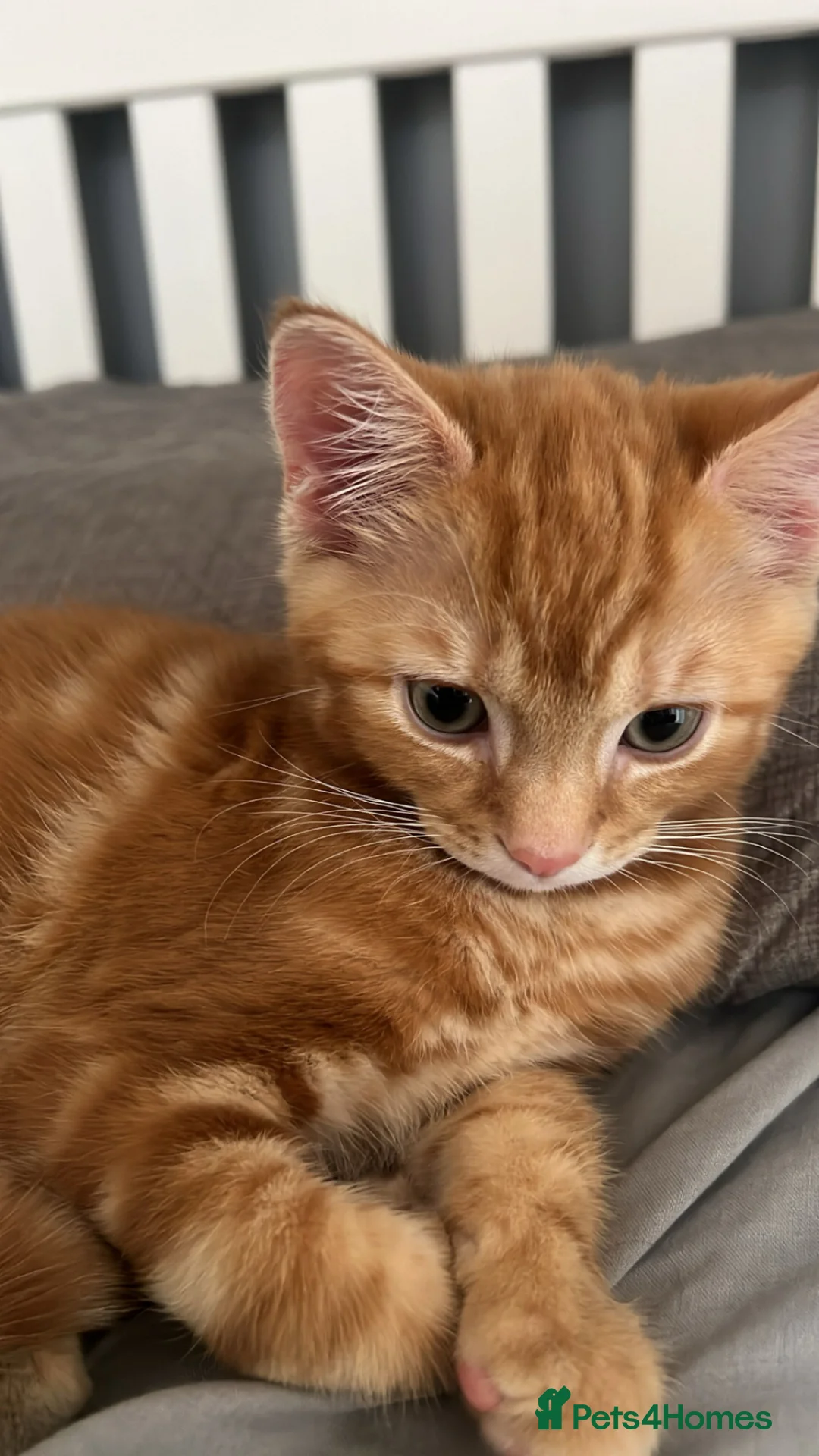 Mixed Breed cats for sale: Ginger kitten for sale in Barking - Advert 1