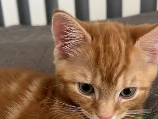 Mixed Breed cats Ginger kitten for sale - Advert 4